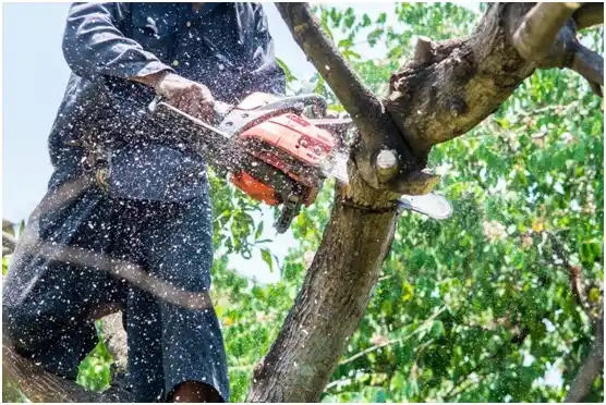 tree services Avis